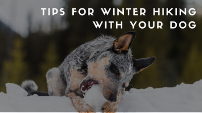 Tips for Winter Hiking with Your Dog